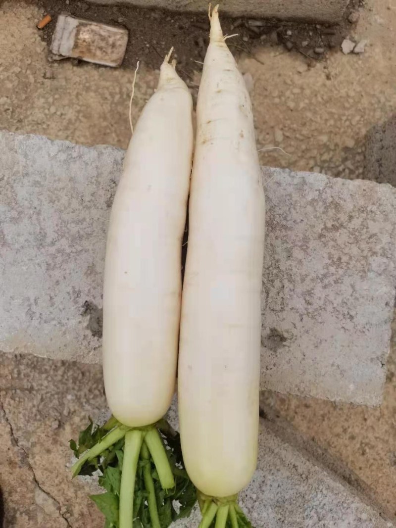 蔬菜甘蓝