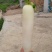 蔬菜甘蓝
