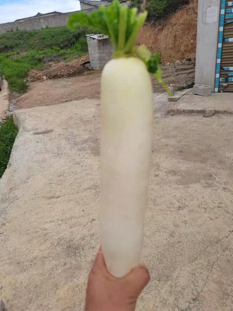 蔬菜甘蓝