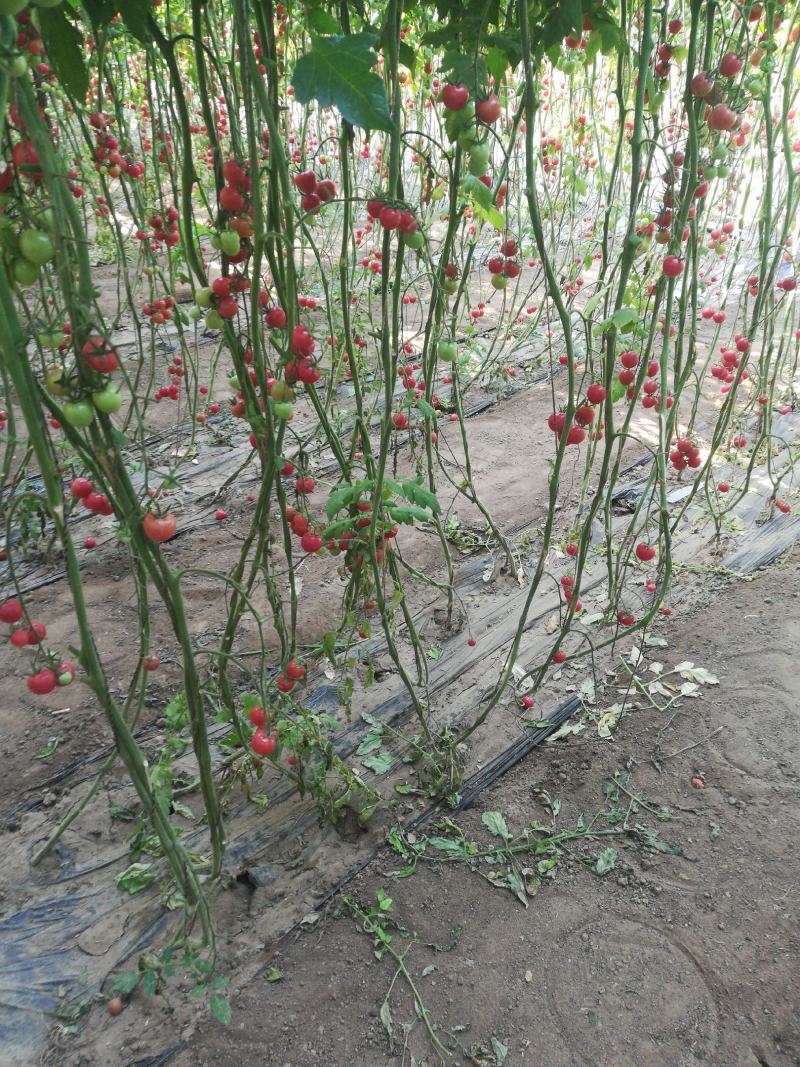內蒙古赤峰市圣女果
