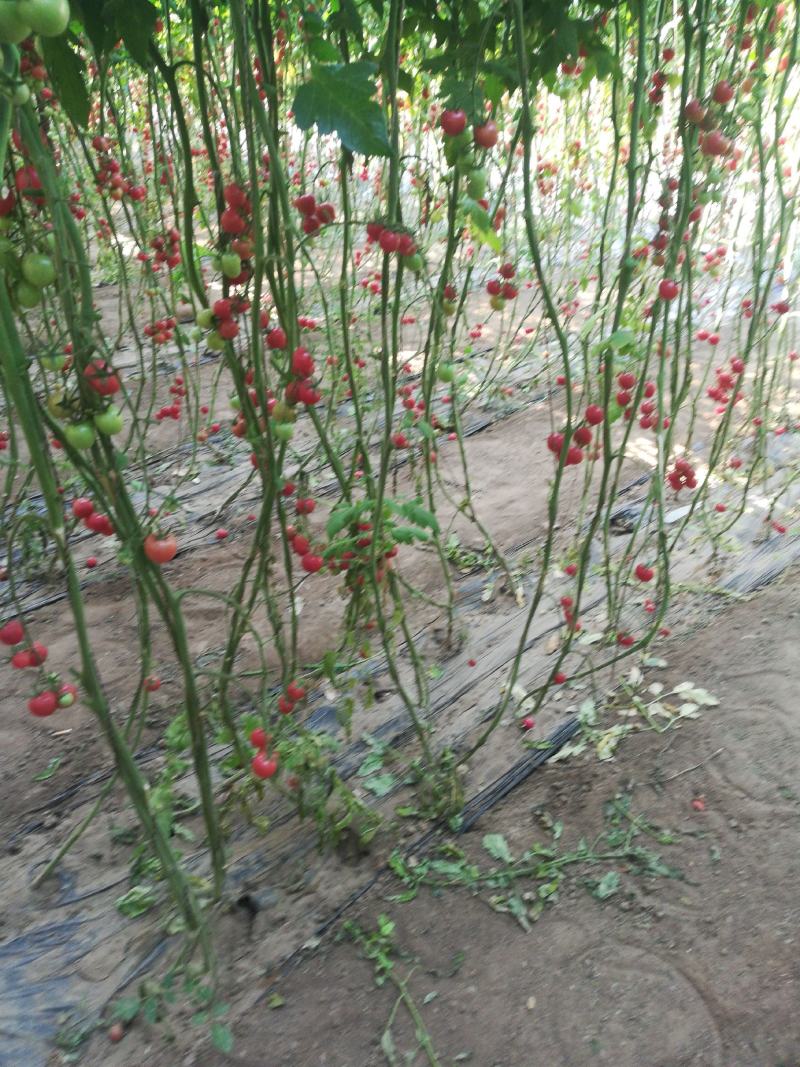 內蒙古赤峰市圣女果