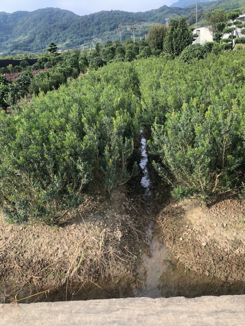 黄杨雀舌黄杨2-8公分