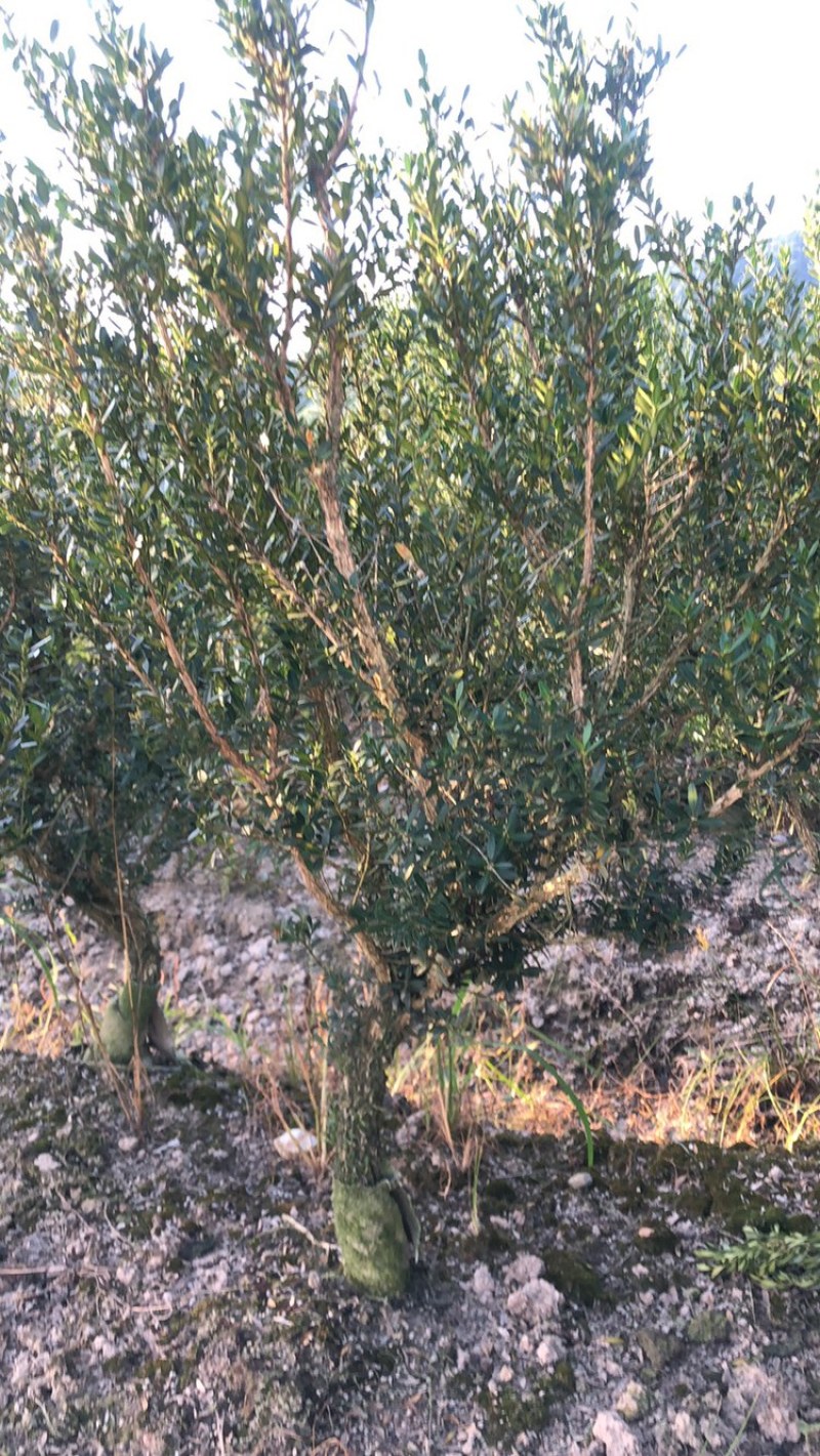 黄杨雀舌黄杨2-8公分