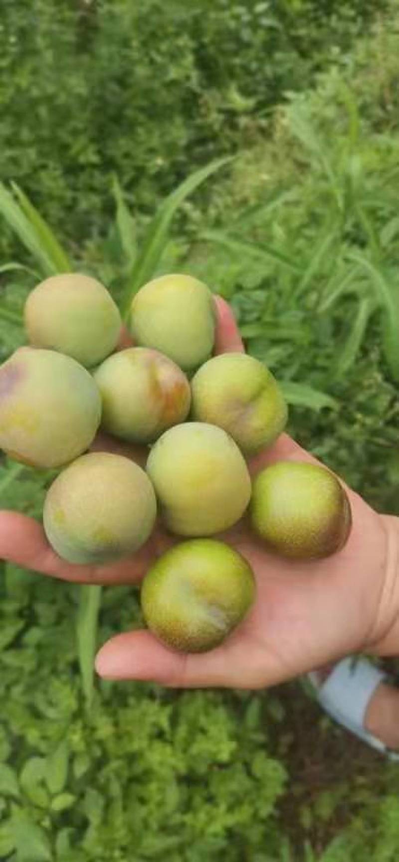 云南半边红李子大量上市，口感香甜，个大