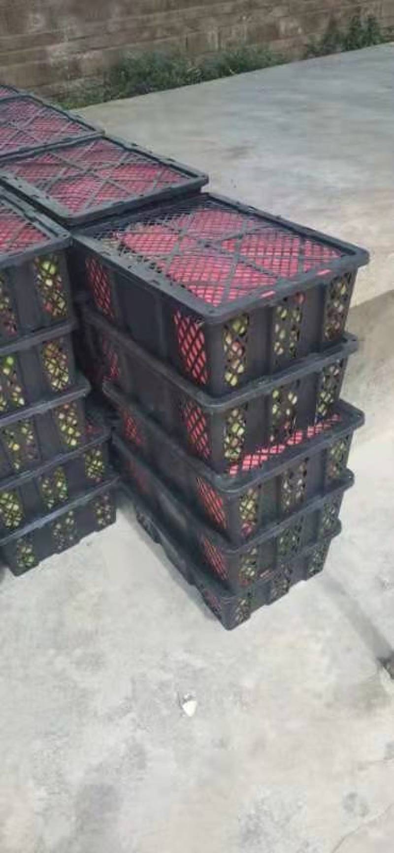 云南半边红李子大量上市，口感香甜，个大