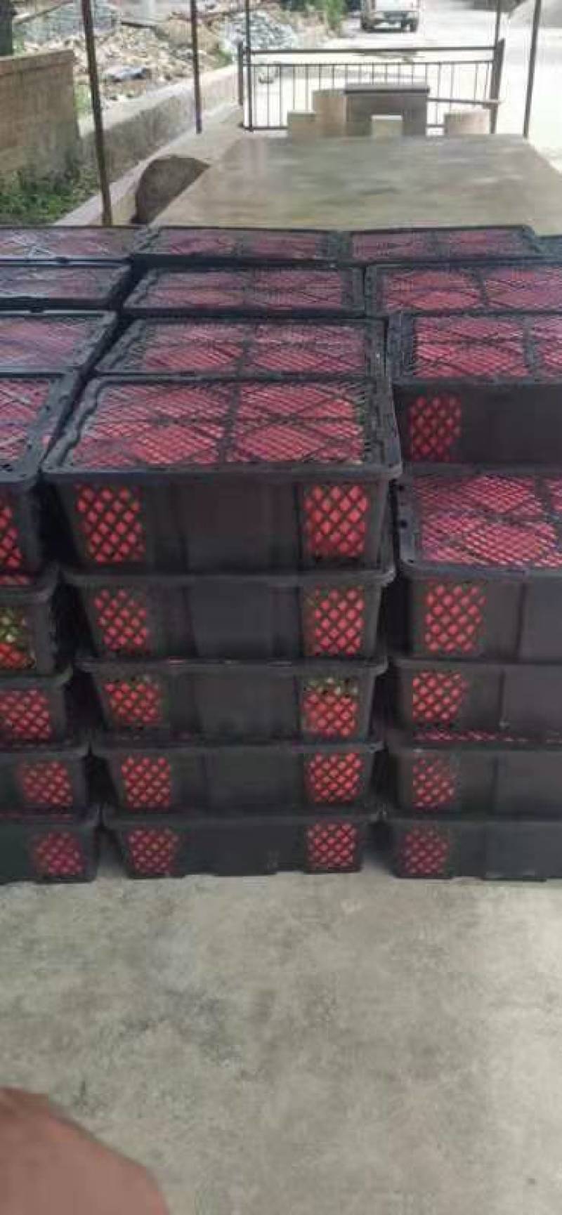 云南半边红李子大量上市，口感香甜，个大