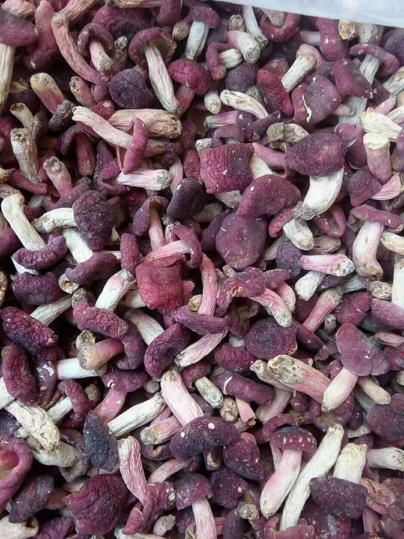 野生红菇河南产地直供精品红菇品质保证一手货源