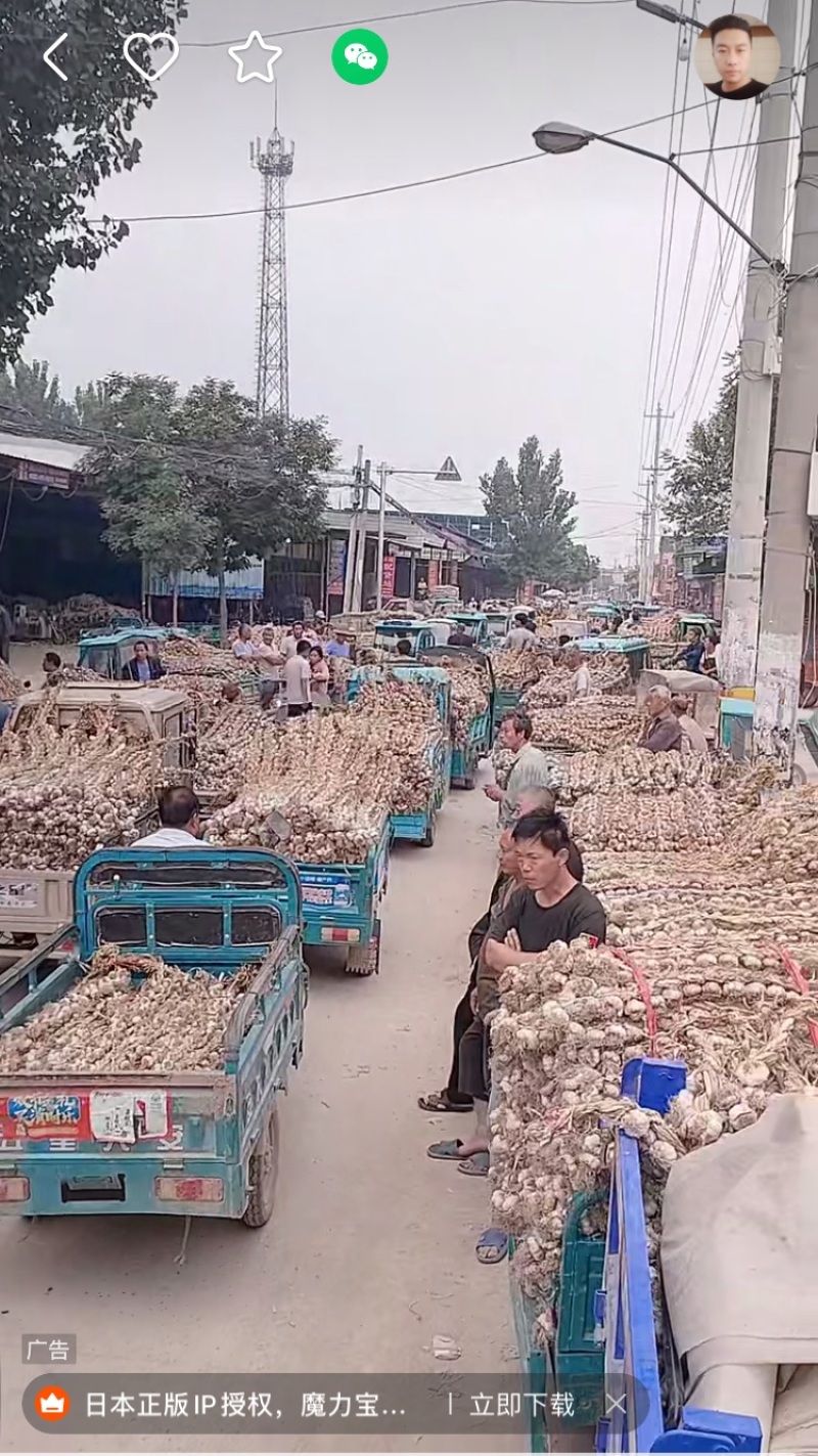 紫红皮，个大，辫好！走市场！养蒜黄！山东大蒜！辫子蒜！