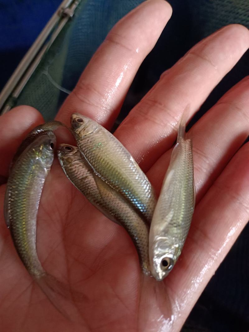 优质土鲮鱼苗，麦鲮苗场直供量大价优，专用水车包送到塘口。