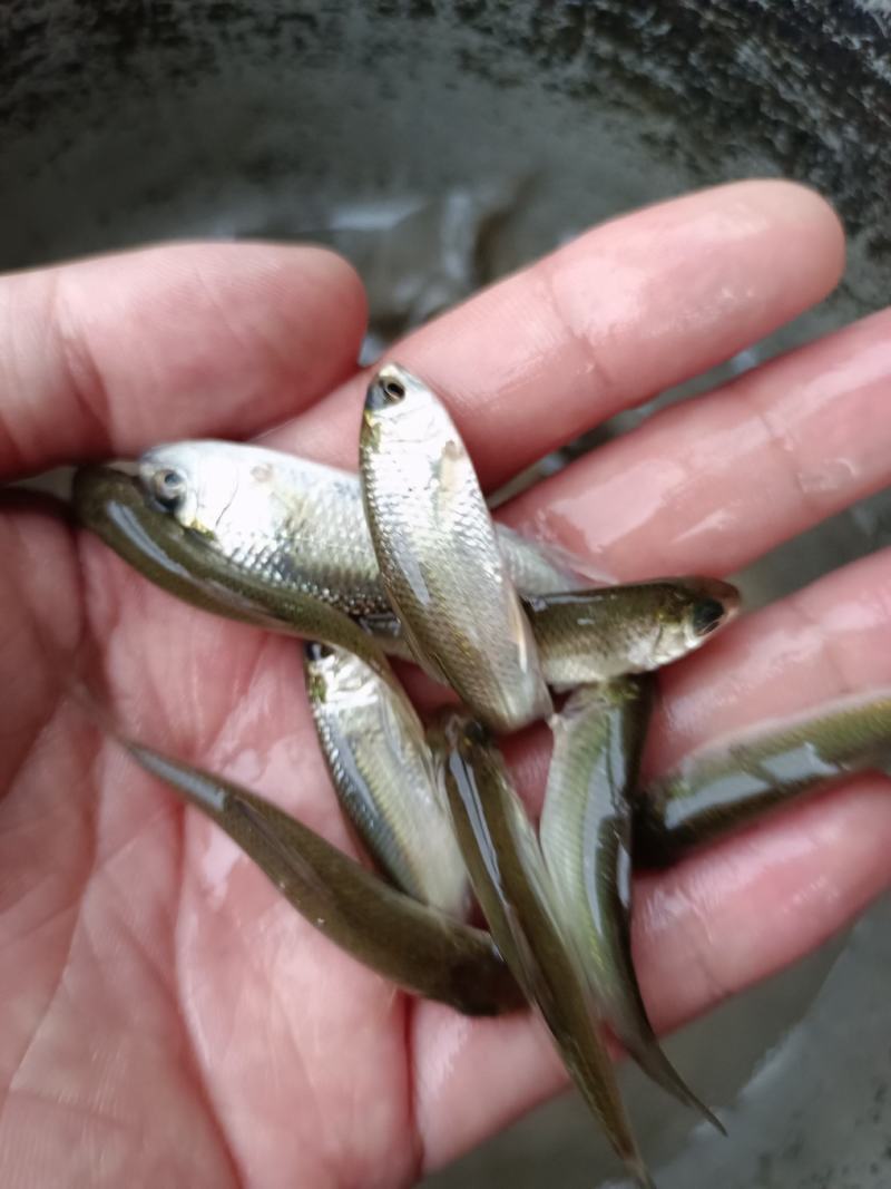 优质土鲮鱼苗，麦鲮苗场直供量大价优，专用水车包送到塘口。