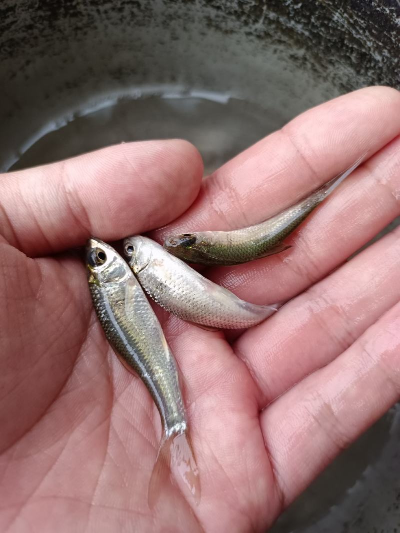 优质土鲮鱼苗，麦鲮苗场直供量大价优，专用水车包送到塘口。