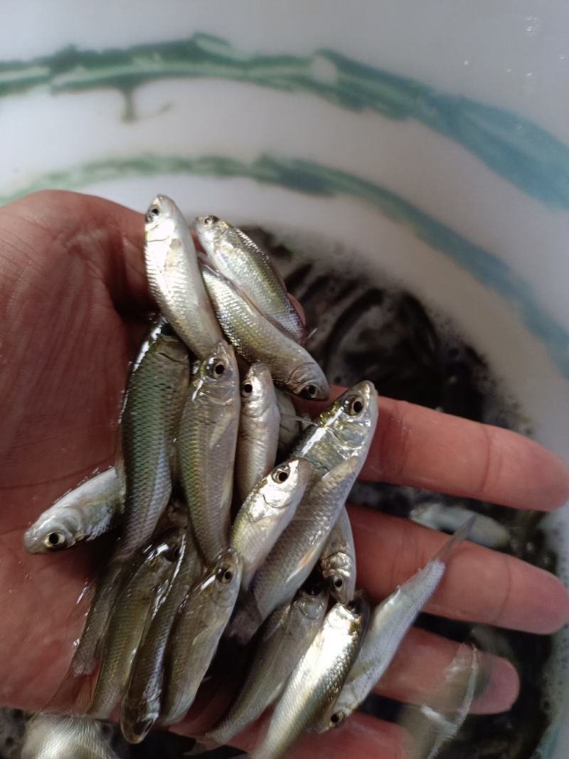 优质土鲮鱼苗，麦鲮苗场直供量大价优，专用水车包送到塘口。