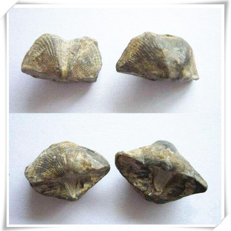 中药材精选无硫石燕石燕子燕子石大石燕500g