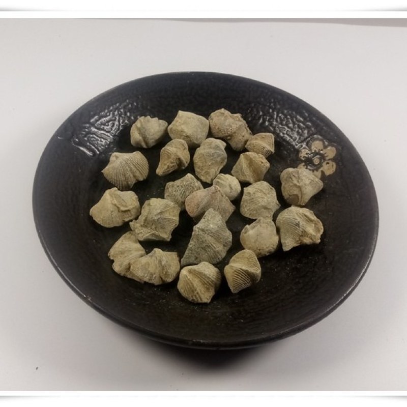 中药材精选无硫石燕石燕子燕子石大石燕500g