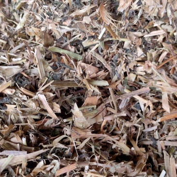 碗豆秧，牛羊好草料，无土无膜无霉变量大优惠
