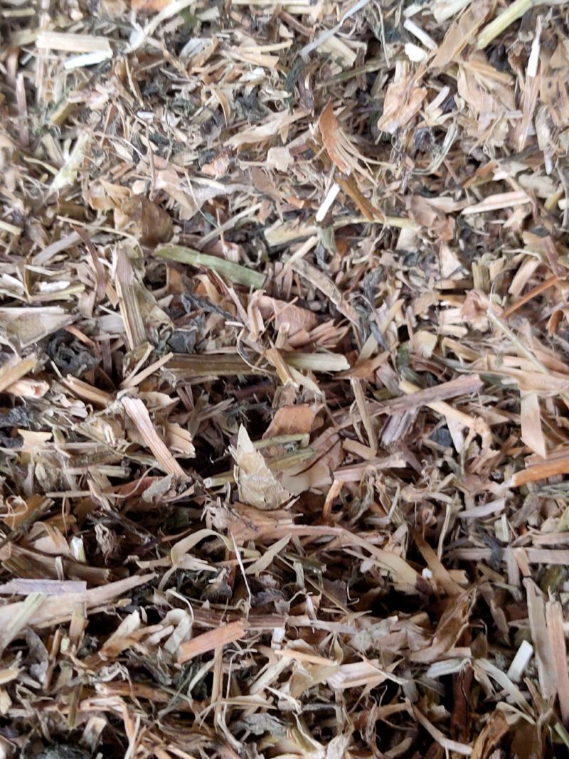 碗豆秧，牛羊好草料，无土无膜无霉变量大优惠