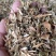 碗豆秧，牛羊好草料，无土无膜无霉变量大优惠