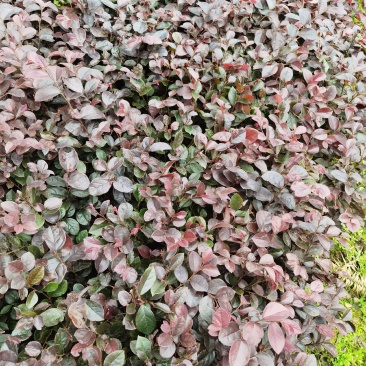 红花继木