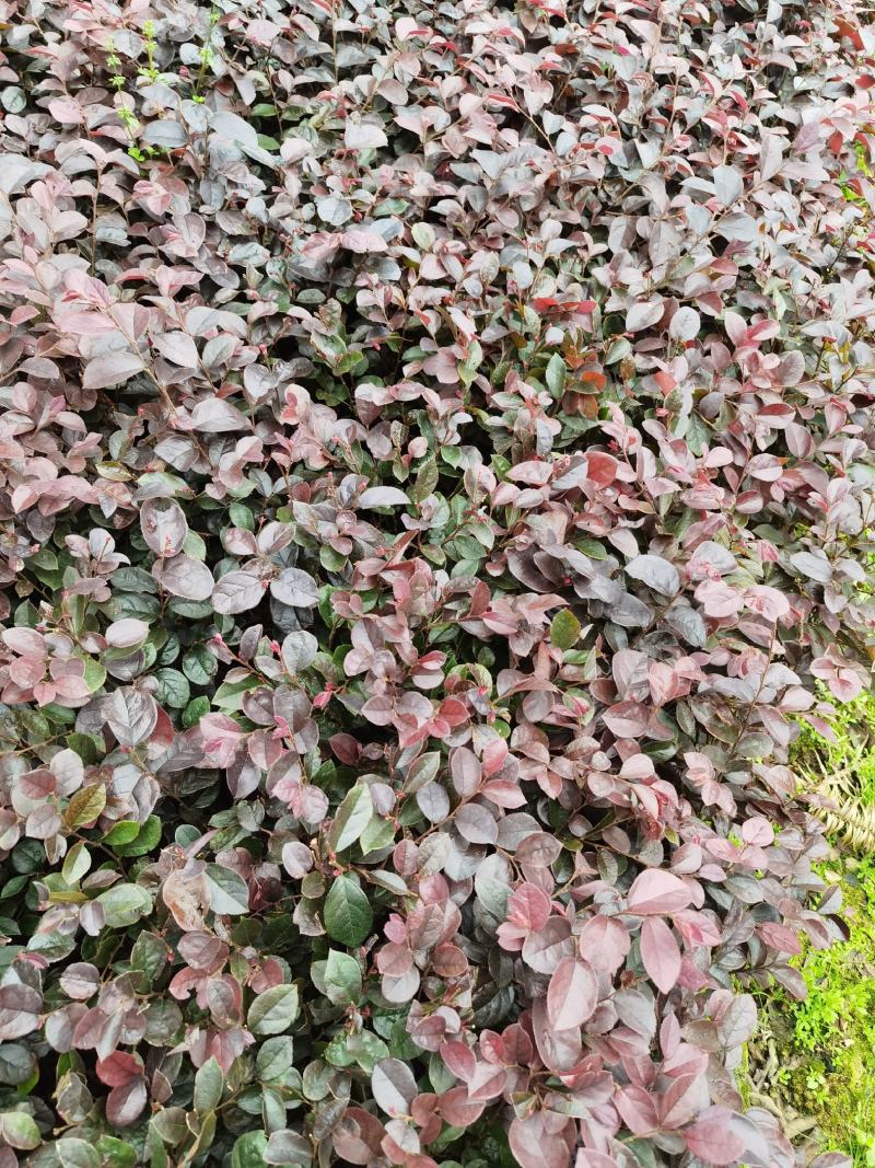 红花继木