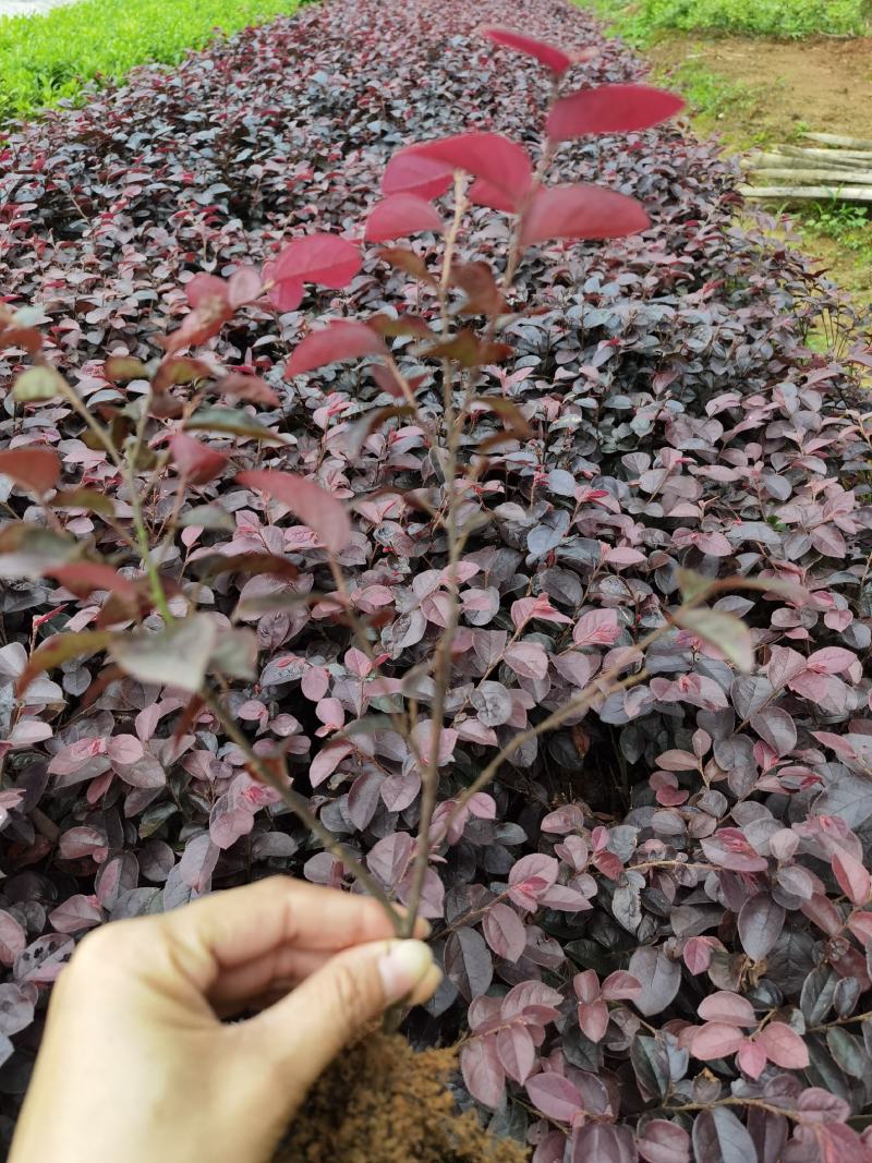 红花继木