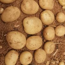 2023年新上黄皮黄心土豆现采挖发货产地直供优质果型