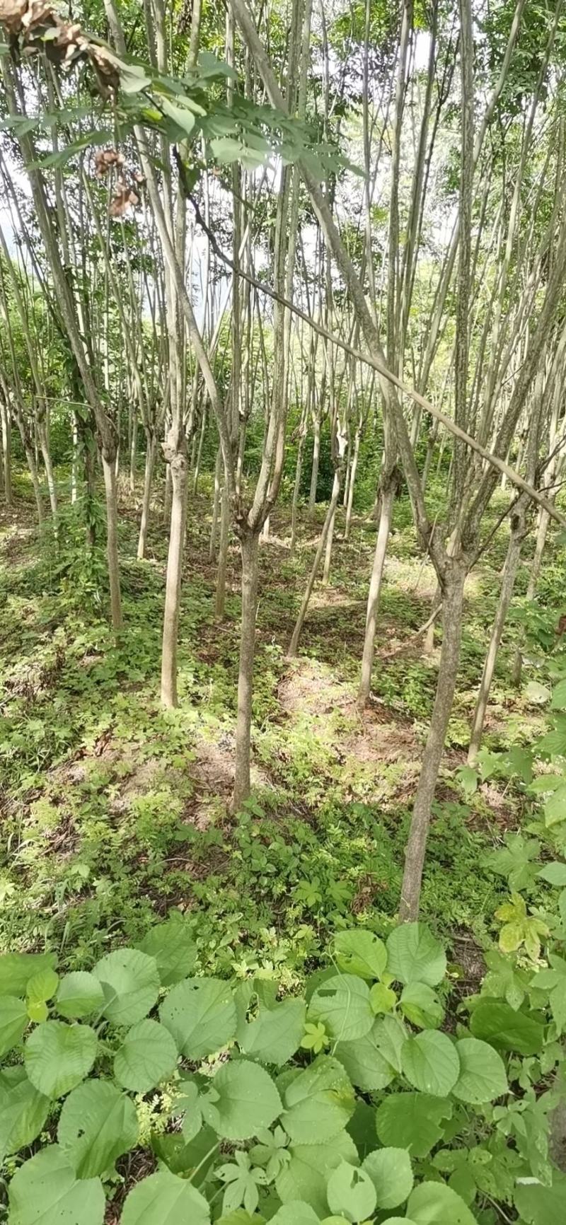 栾树，定杆精品树