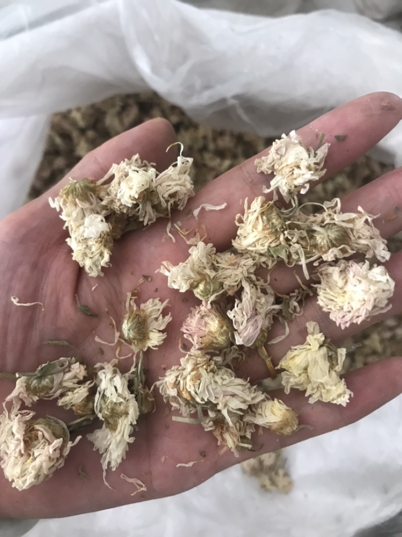 药用菊花贡菊菊河北菊花保庆药业实物拍摄