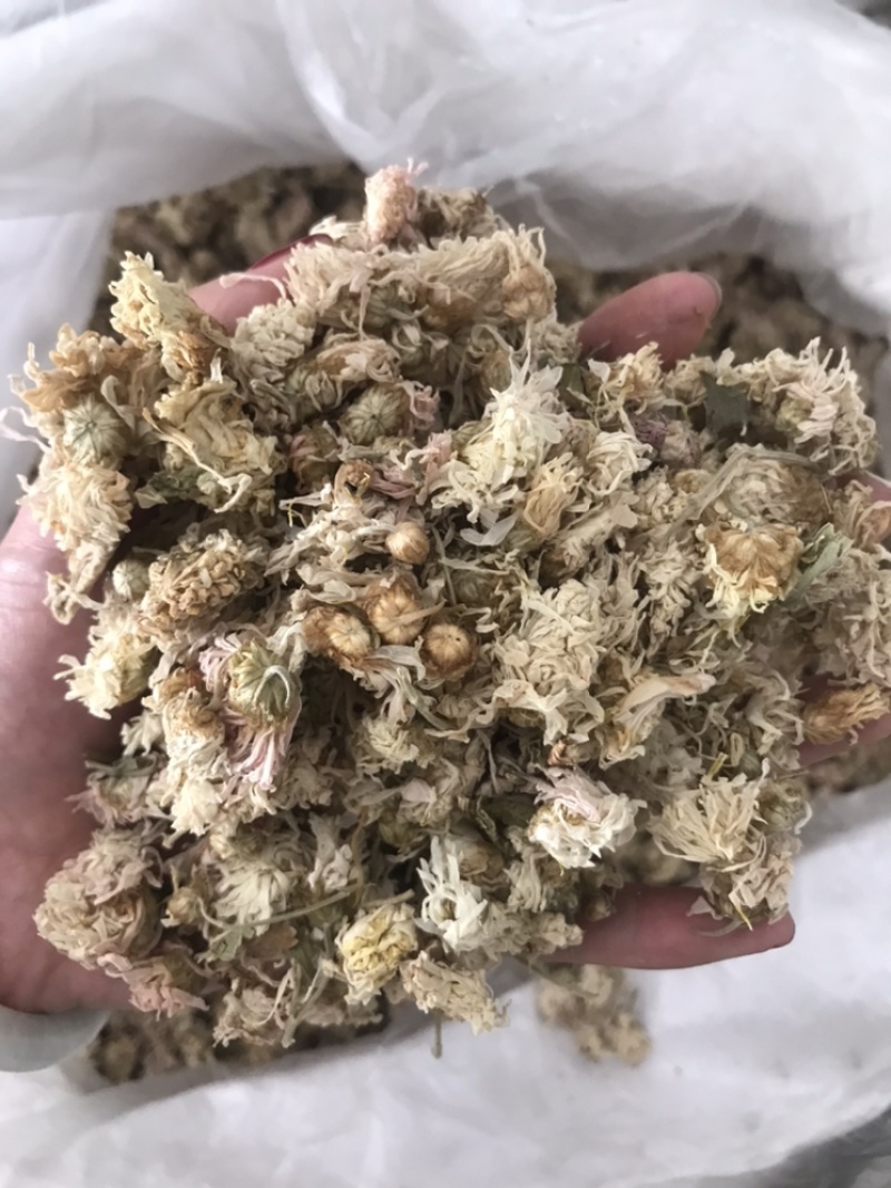 药用菊花贡菊菊河北菊花保庆药业实物拍摄