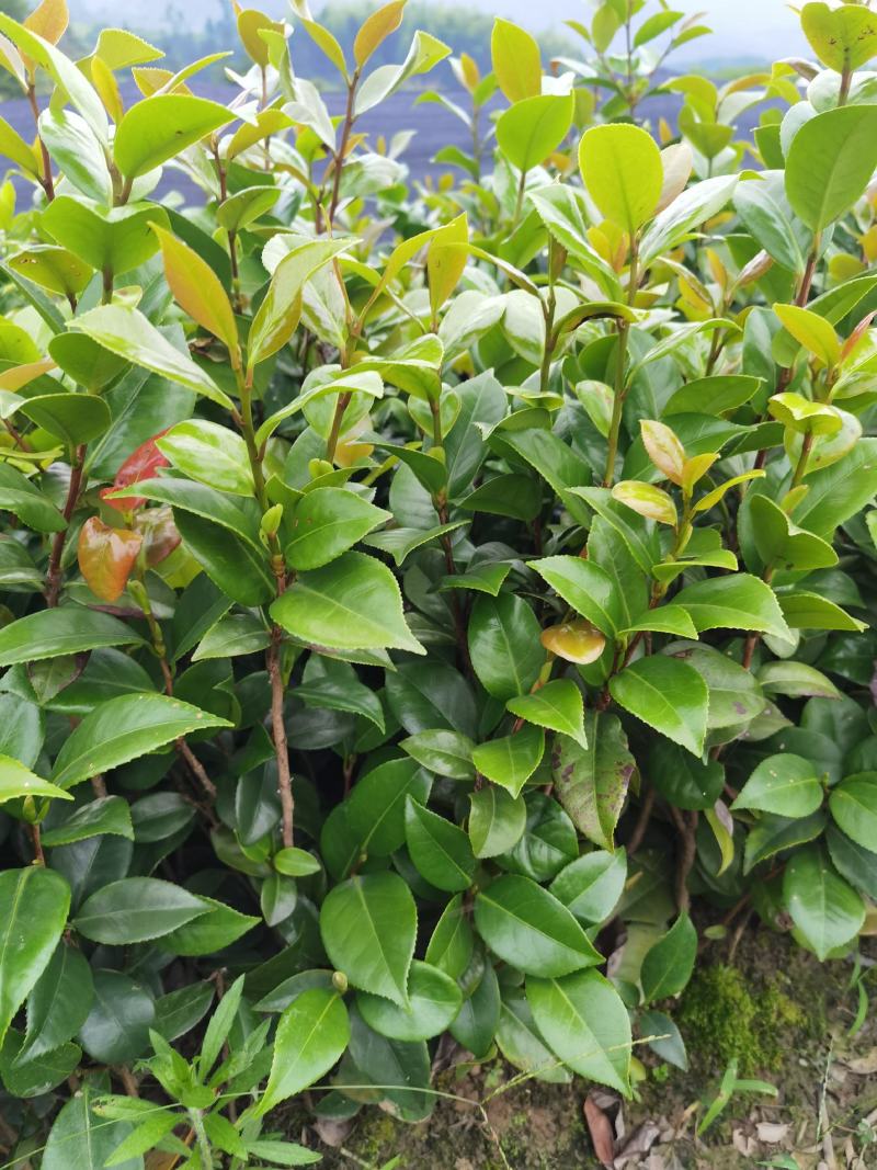 茶花苗