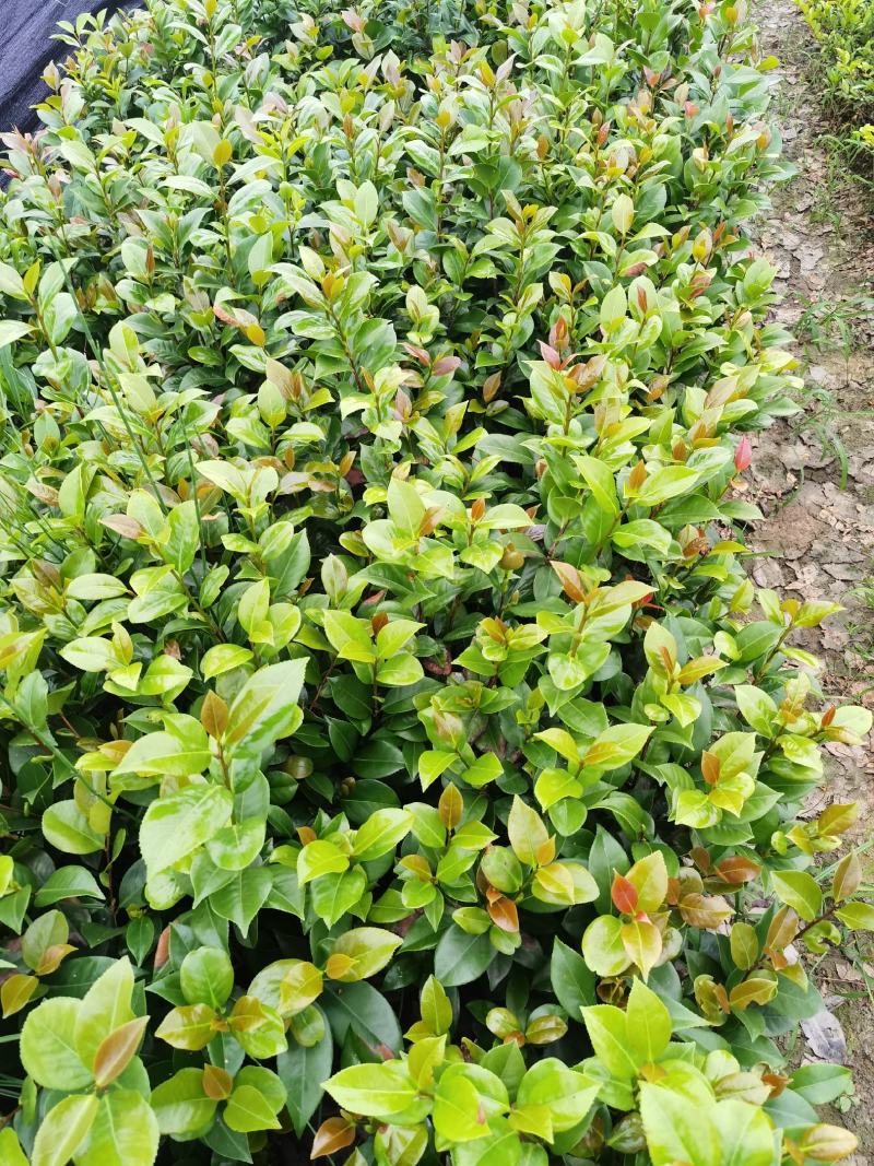 茶花苗