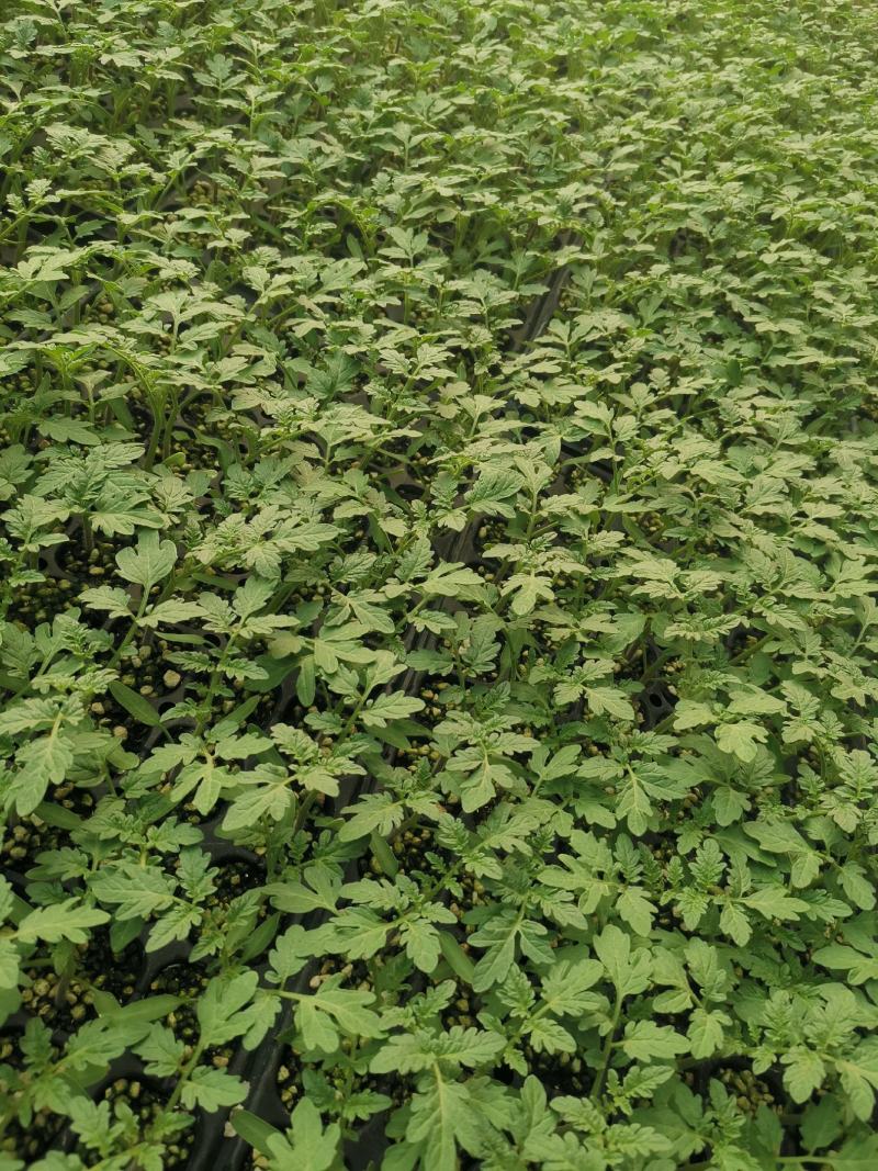 圣女果小番茄苗，颜色好口感好，糖分高，欢迎订购