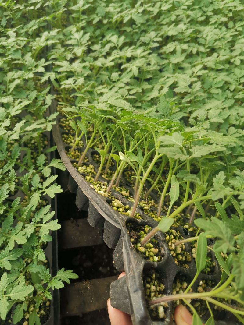 圣女果小番茄苗，颜色好口感好，糖分高，欢迎订购