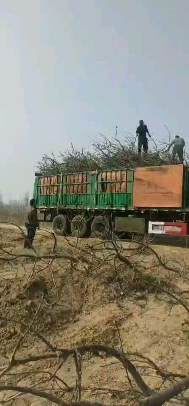 桃树，【常年供应果树】，視频挖树，保质保量，货发全国。