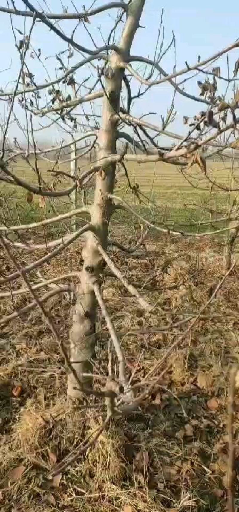 桃树，【常年供应果树】，視频挖树，保质保量，货发全国。
