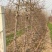 桃树，【常年供应果树】，視频挖树，保质保量，货发全国。