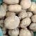 凉山州高山土豆老品种。青暑九号代收价格便宜质量好