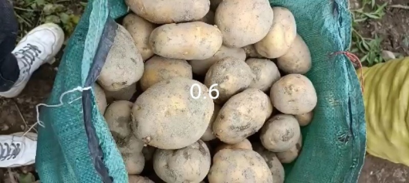 凉山州高山土豆老品种。青暑九号代收价格便宜质量好