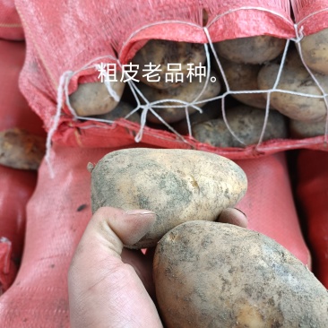 凉山州高山土豆老品种。青暑九号代收价格便宜质量好