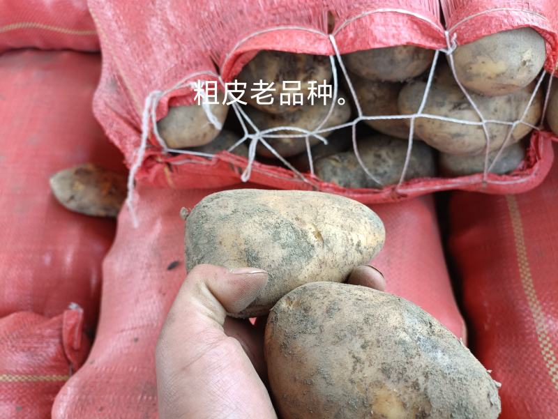 凉山州高山土豆老品种。青暑九号代收价格便宜质量好