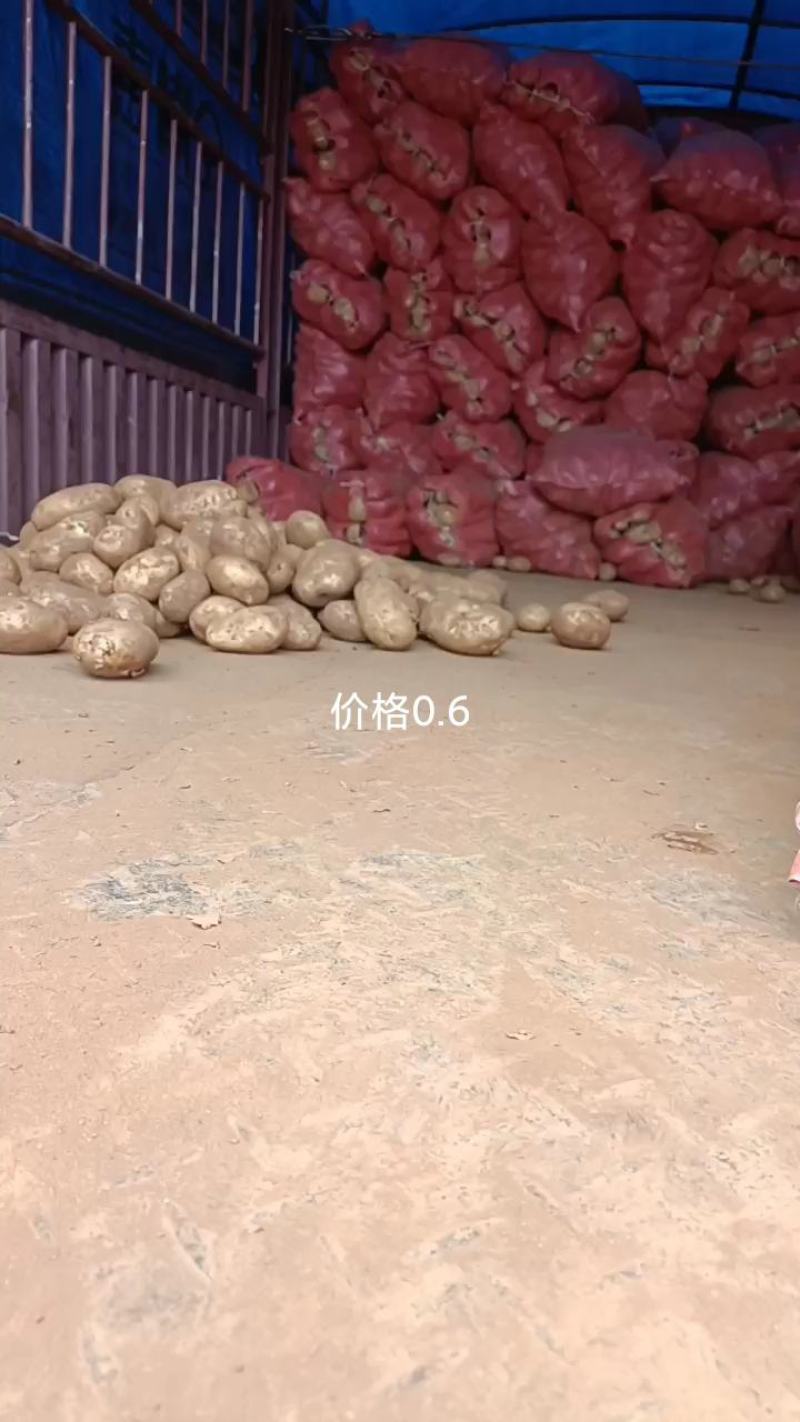 凉山州高山土豆老品种。青暑九号代收价格便宜质量好