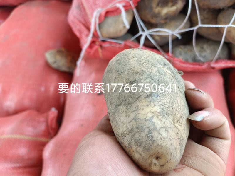 凉山州高山土豆老品种。青暑九号代收价格便宜质量好