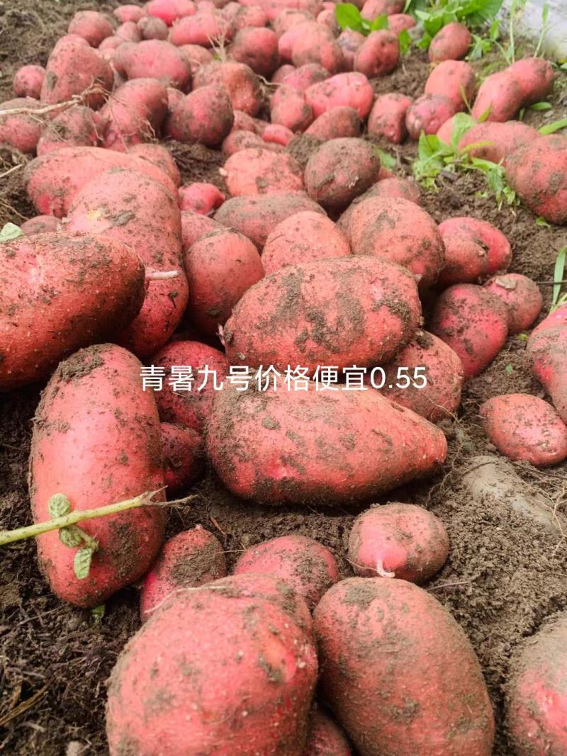 凉山州高山土豆老品种。青暑九号代收价格便宜质量好