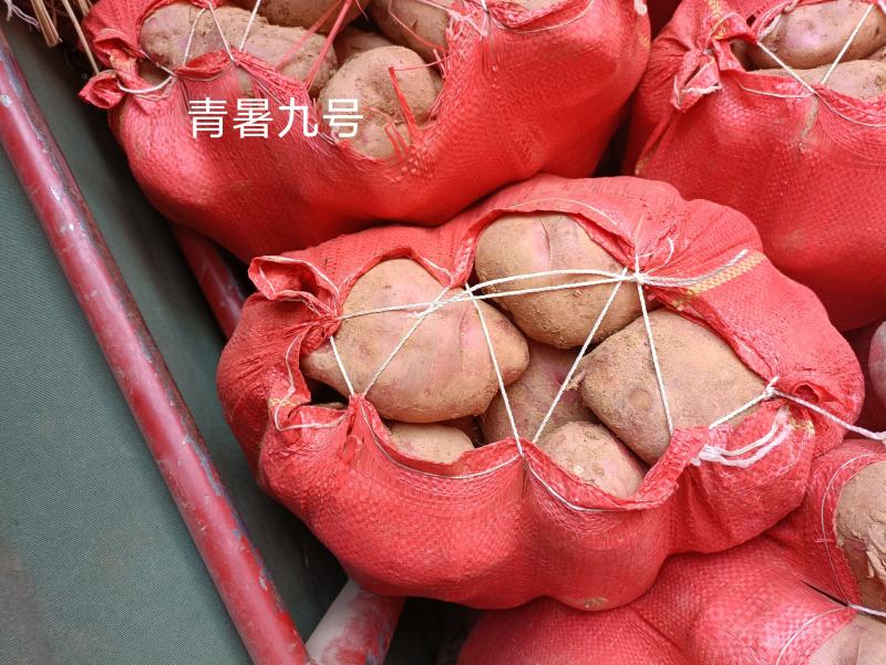 凉山州高山土豆老品种。青暑九号代收价格便宜质量好