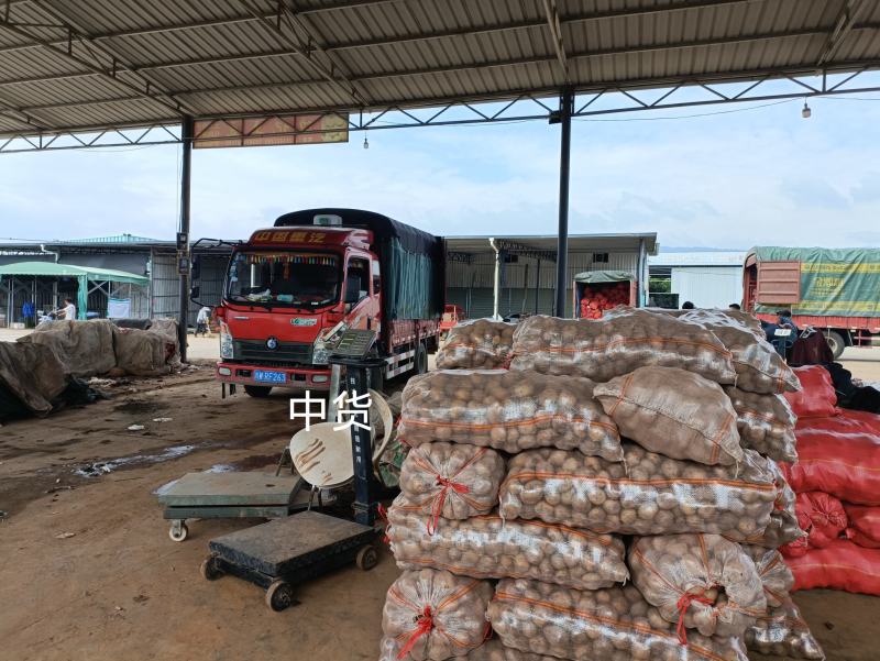 凉山州高山土豆老品种。青暑九号代收价格便宜质量好