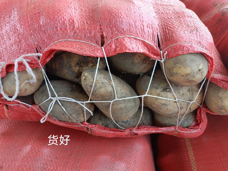 凉山州高山土豆老品种。青暑九号代收价格便宜质量好