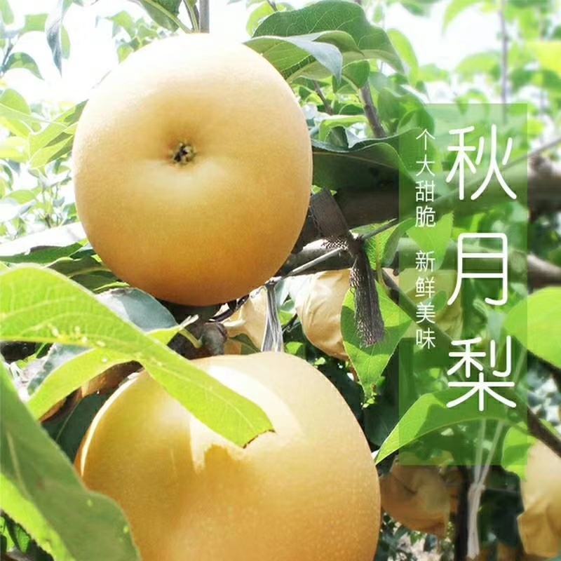 精品秋月梨上市，河北威县货源，可随时参观考察