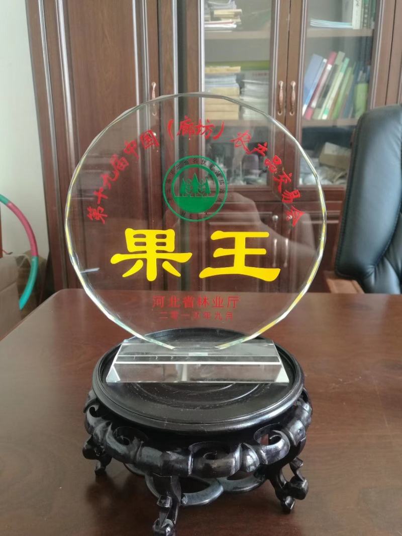 精品秋月梨上市，河北威县货源，可随时参观考察