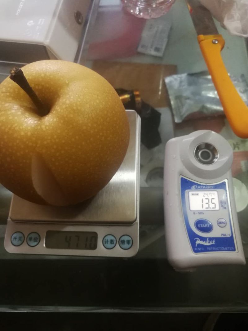 精品秋月梨上市，河北威县货源，可随时参观考察