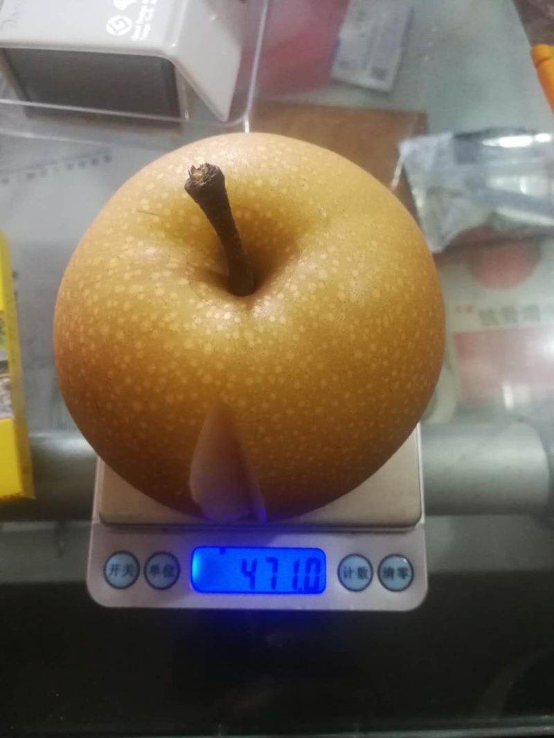 精品秋月梨上市，河北威县货源，可随时参观考察