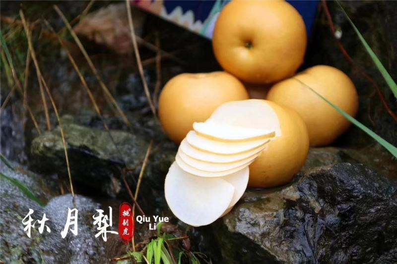 精品秋月梨上市，河北威县货源，可随时参观考察